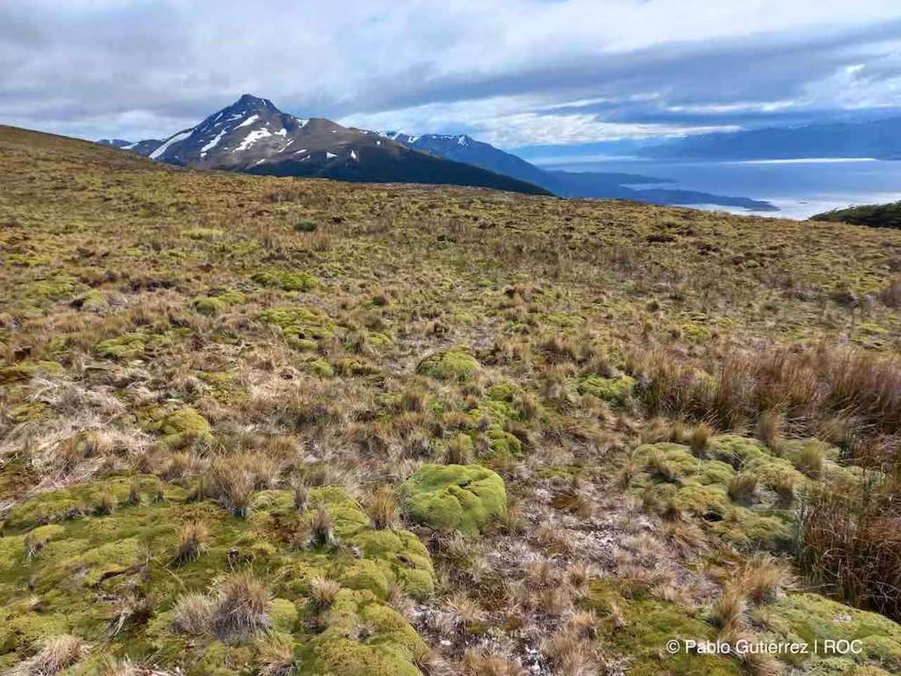 Reforestación en el Cerro La Banderita