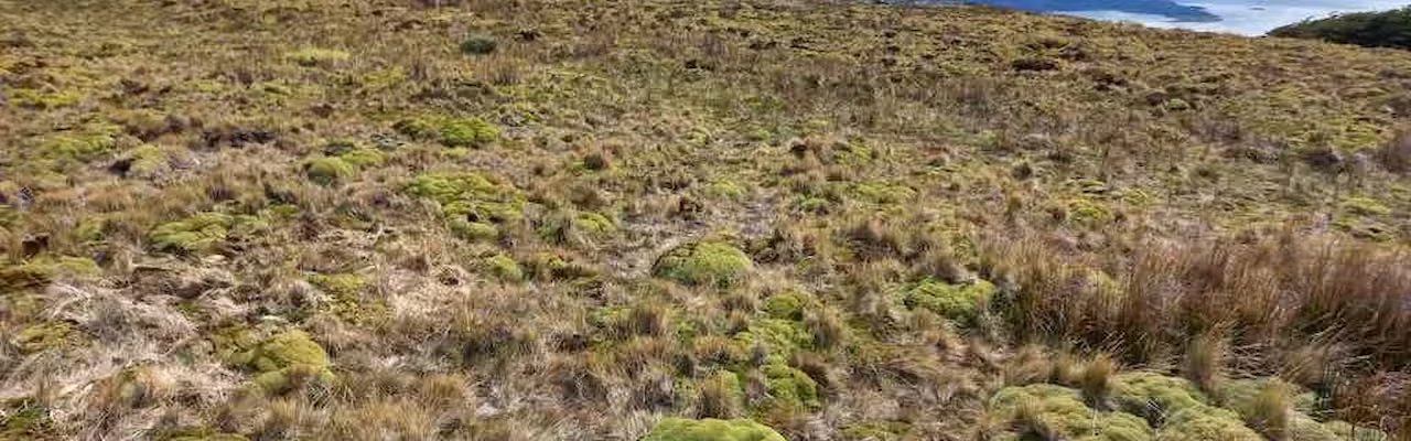 Reforestación Cerro La Banderita